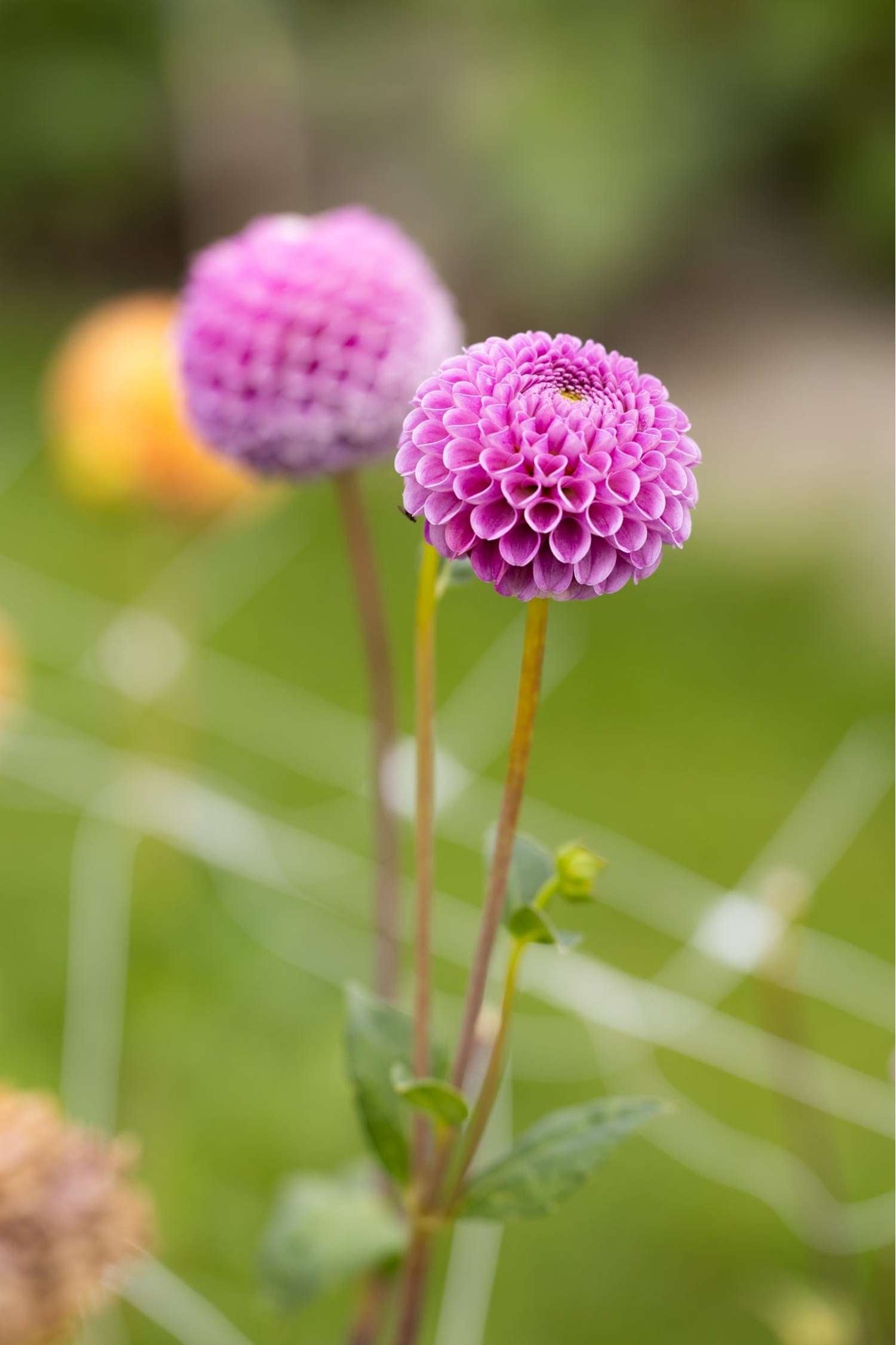 Dahlia 'Franz Kafka'